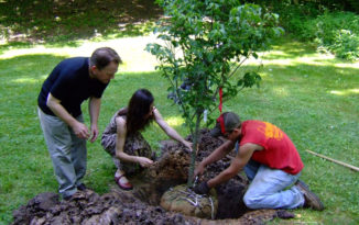 Transplant a Tree 101: What You Need to Know
