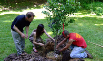 Transplant a Tree 101: What You Need to Know