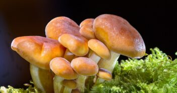 Ganoderma Mushrooms promise a lot of health benefits Ganoderma Mushrooms
